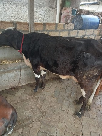 ગાય વેસવાની છે