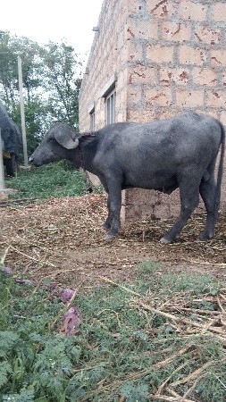 પાડો વેશવા નો સે