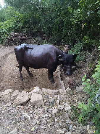 જાફરાબાદી ભેંસ વેચવાની છે