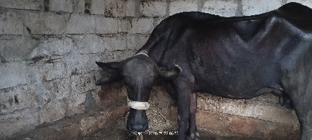 આ ભેંસ વેચવાની છે