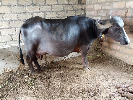 આ ભેંસ વેચવાની છે