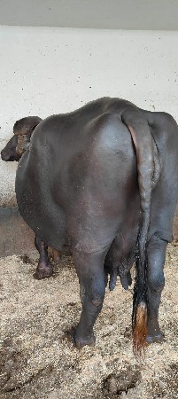 ભેંસ વેચવાની છે