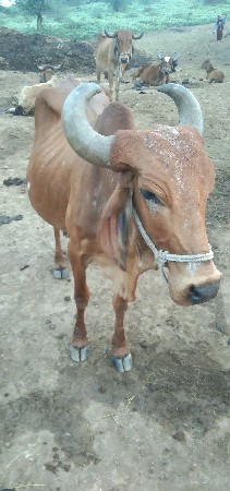 ગાય વેશ વાની સે