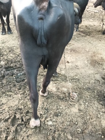 પેલા વેતરમા