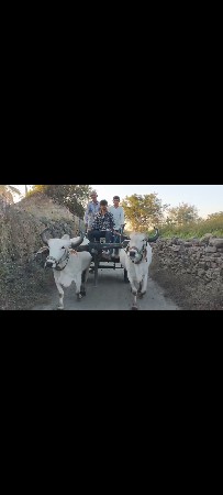 બળદ વેચવાના છે