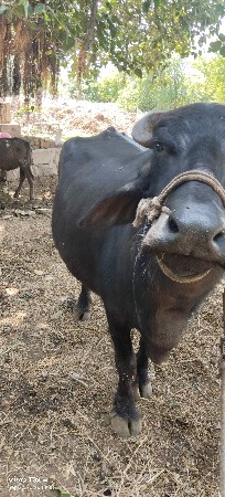 મુરા સે બીજા વેતર વિયાસે