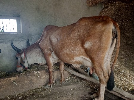 ગાય વેચવાની છે