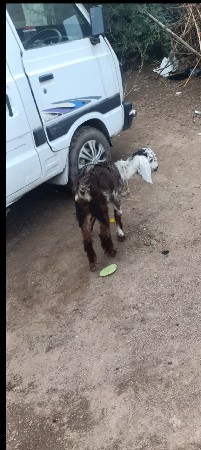 દેશી