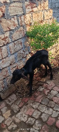 આ ભેંસ વેચવાની છે