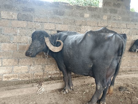 4 વેતર વ્યાહે