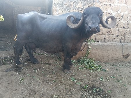 ભેંસ વેચવાની છે