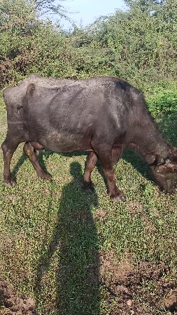 ભેંસ વેચવાની છે