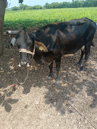 ગાય વેચવાની છે