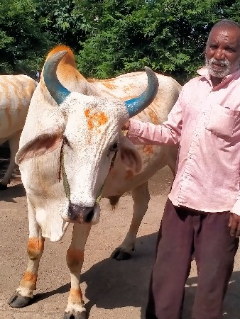 gavran bail jodi vikne