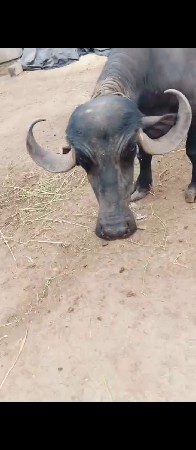 ભેશ વેચવાની છે પારેટી છે.