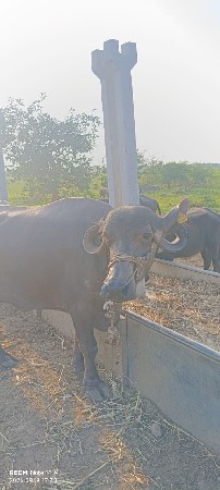 2 છું વેતર ભેસ