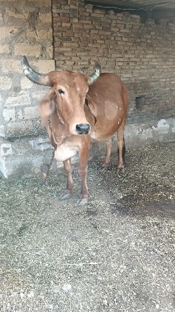 ગાય.પેલુ વેતર