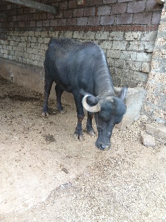 વીસ દિવસની કાચી પેલું વેધર
