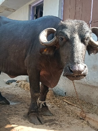 આ ભેંસ વેચવા ની છે