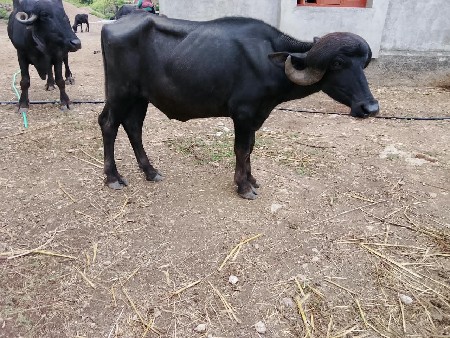 ૨દાત