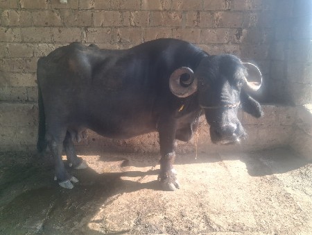 ભેંસ વેચવાની છે