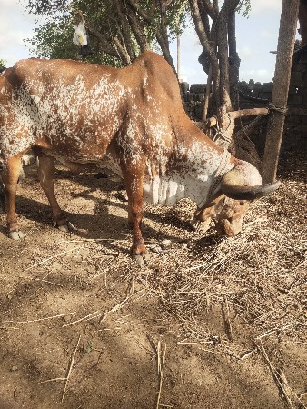 kabri gay devani se
