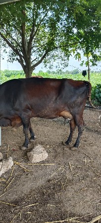 ગાય વેસવા ની શે