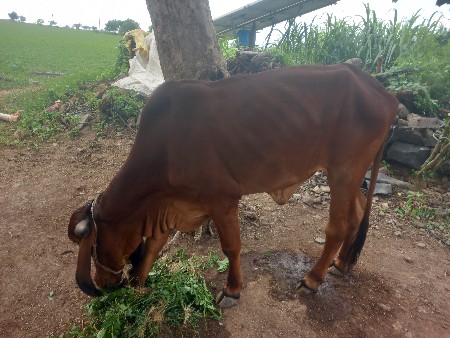 ગાય વેચવાની છે