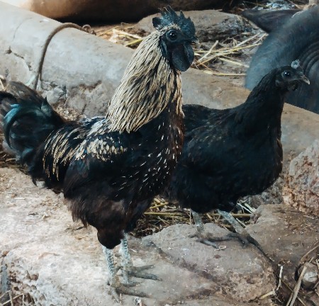 કડકનાથ મરઘાં-મરઘી વેચવાના છે