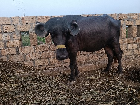 પટેલકા કલ્યાણપુર દેવભૂમિ દ્વારકા
