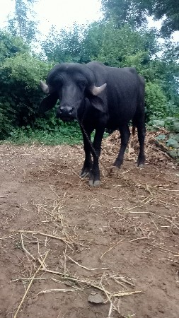 પાડો વેસાવાનો છે.
