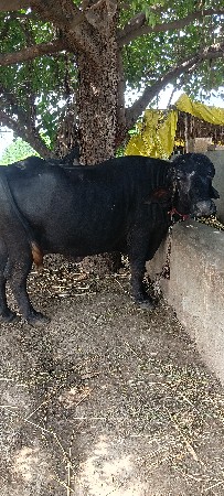 બીજું વેતર ખડેલી વેચવાની છે