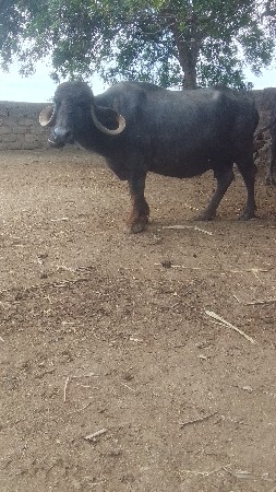 ત્રીજું વેતર ભેંસ વેચવાની છે