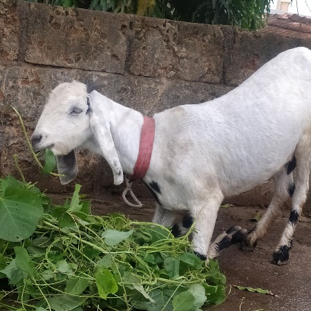 બકરી વેચવાની છે