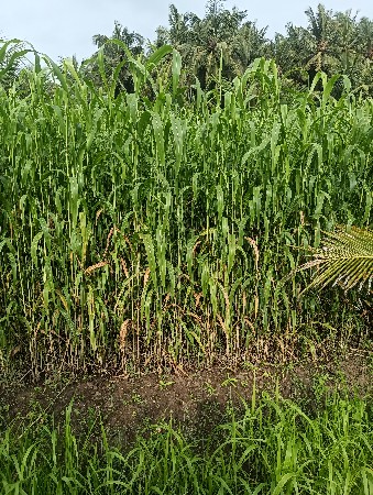 જુવાર લીલી વેશવાની છે