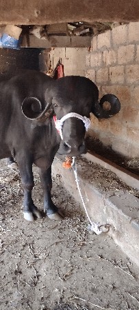 પેલું વેતર છે