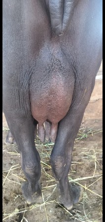 ભેસ વેચવાની છે