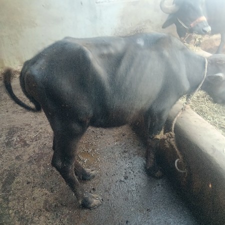 2.  પાડી.  વેચવા. ની. છે.