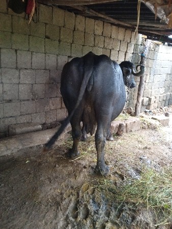 ભેંસ વેચવાની છે