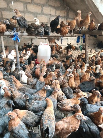 દેશી સોનાલી ના બચ્ચા