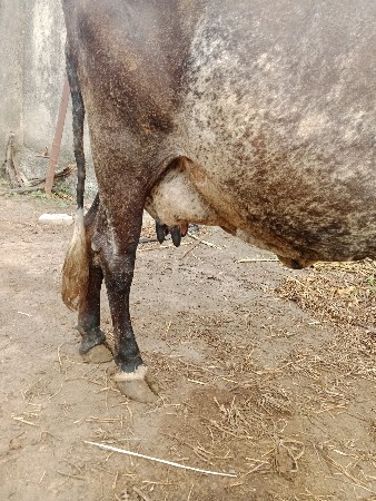 કૌંસ ગાય વેચવાની છે