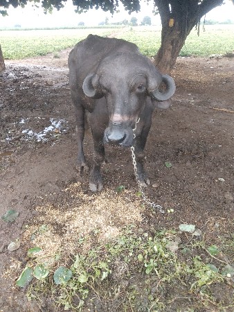 1 વેતર