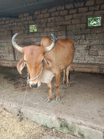 રામ ભાઇ સોલંકી