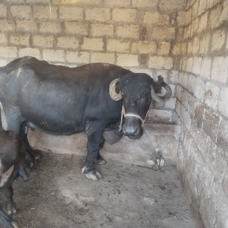 ભેંસ વેચવાની છે