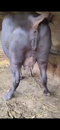 ભેંસ વેચવાની છે પહેલું વેતર