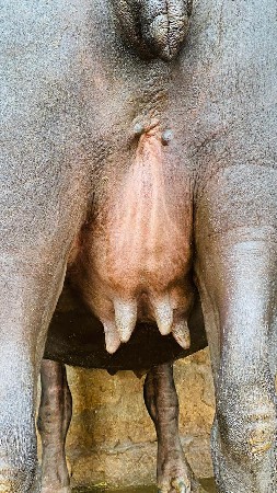 ભેંસ વેચવાની છે