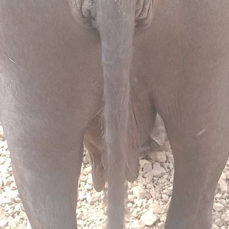 ભુલી ભેંસ