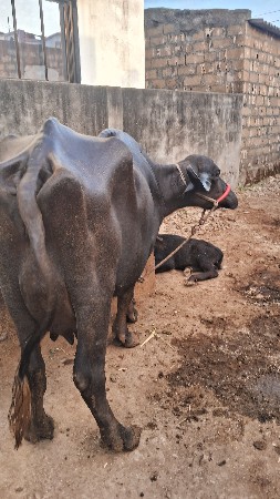 2 વેતર ની ભેશ વેચવા ની છે