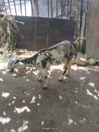 2 બકરી ચાર મહિના  ગામ