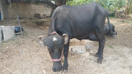 કીમત 21000